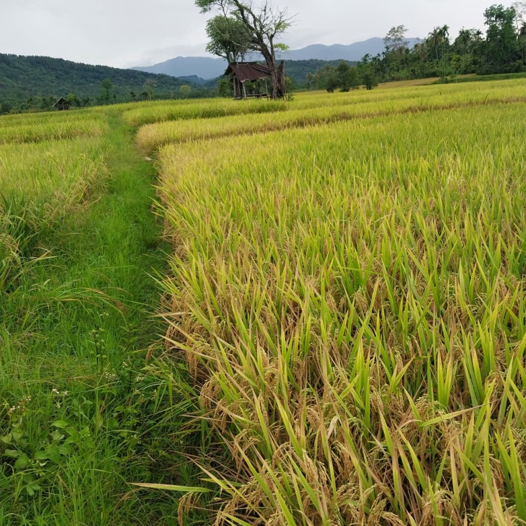 Sawah adalah lahan pertanian yang digarap dan diairi secara khusus untuk menanam padi mns panah